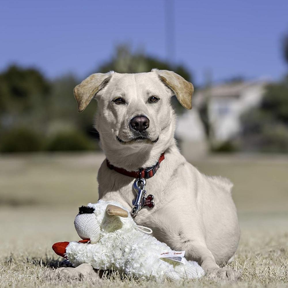 Multipet Plush Dog Toy, Lambchop, 10" Regular, White, Large